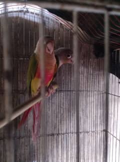 pineapple conure 0