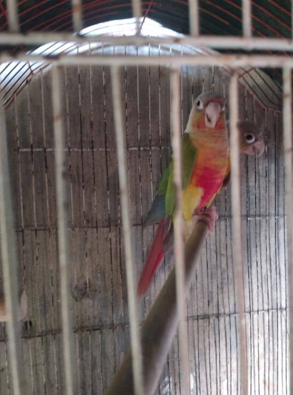 pineapple conure 1