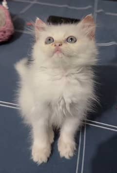 persian kitten for sale 0