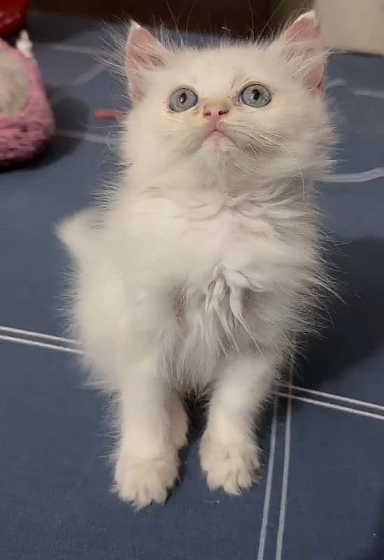 persian kitten for sale 1