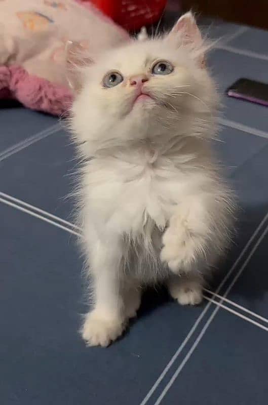 persian kitten for sale 4