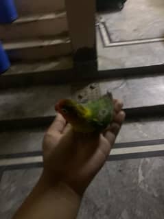 Lovebird for sale hamd tame fisher female