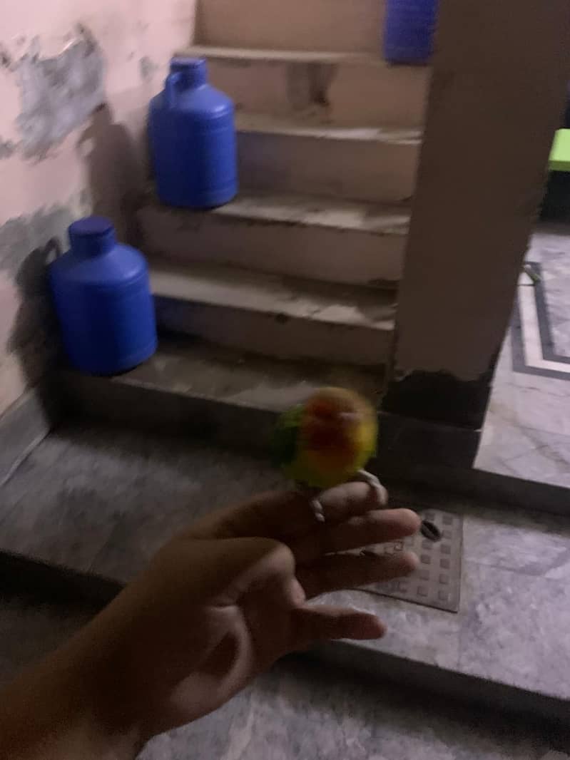 Lovebird for sale hamd tame fisher female 1