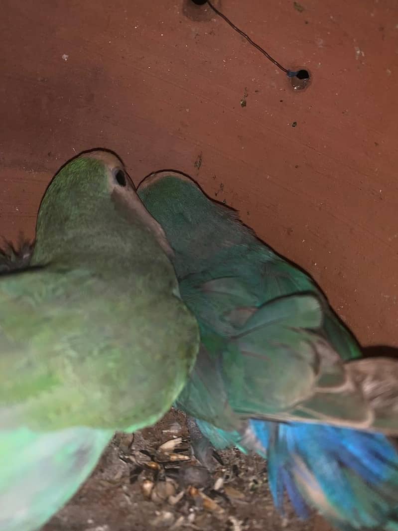 Lovebird for sale hamd tame fisher female 2