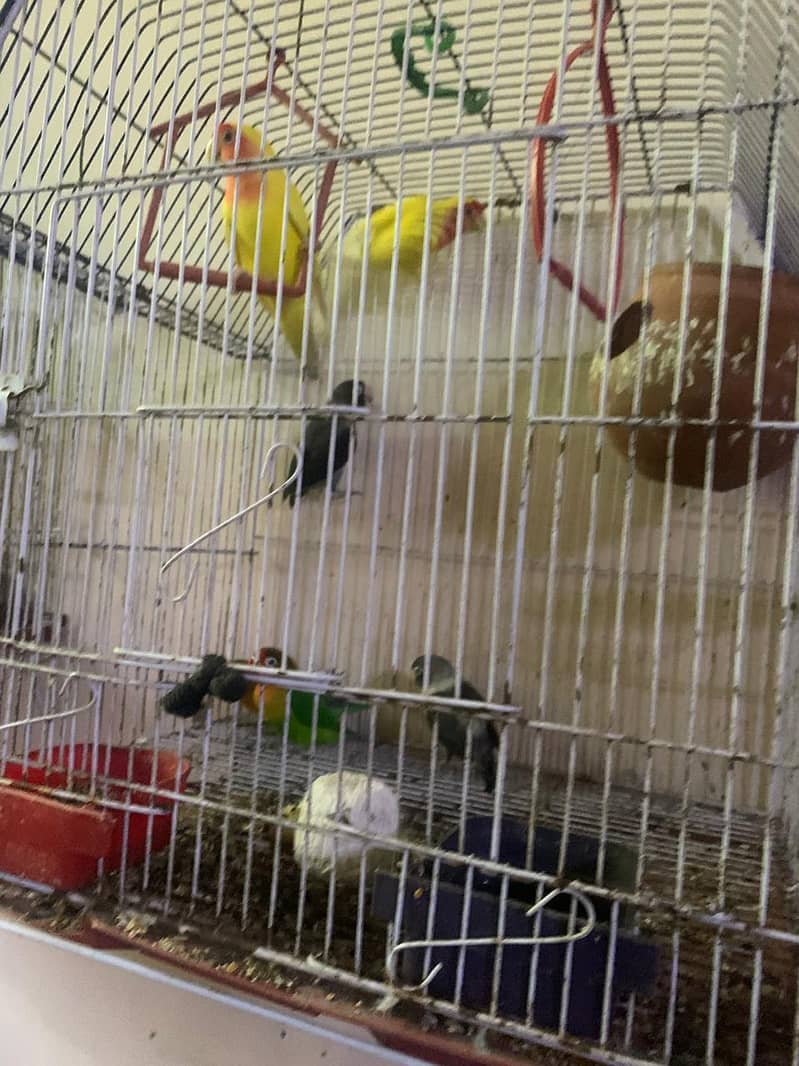 Lovebird for sale hamd tame fisher female 3