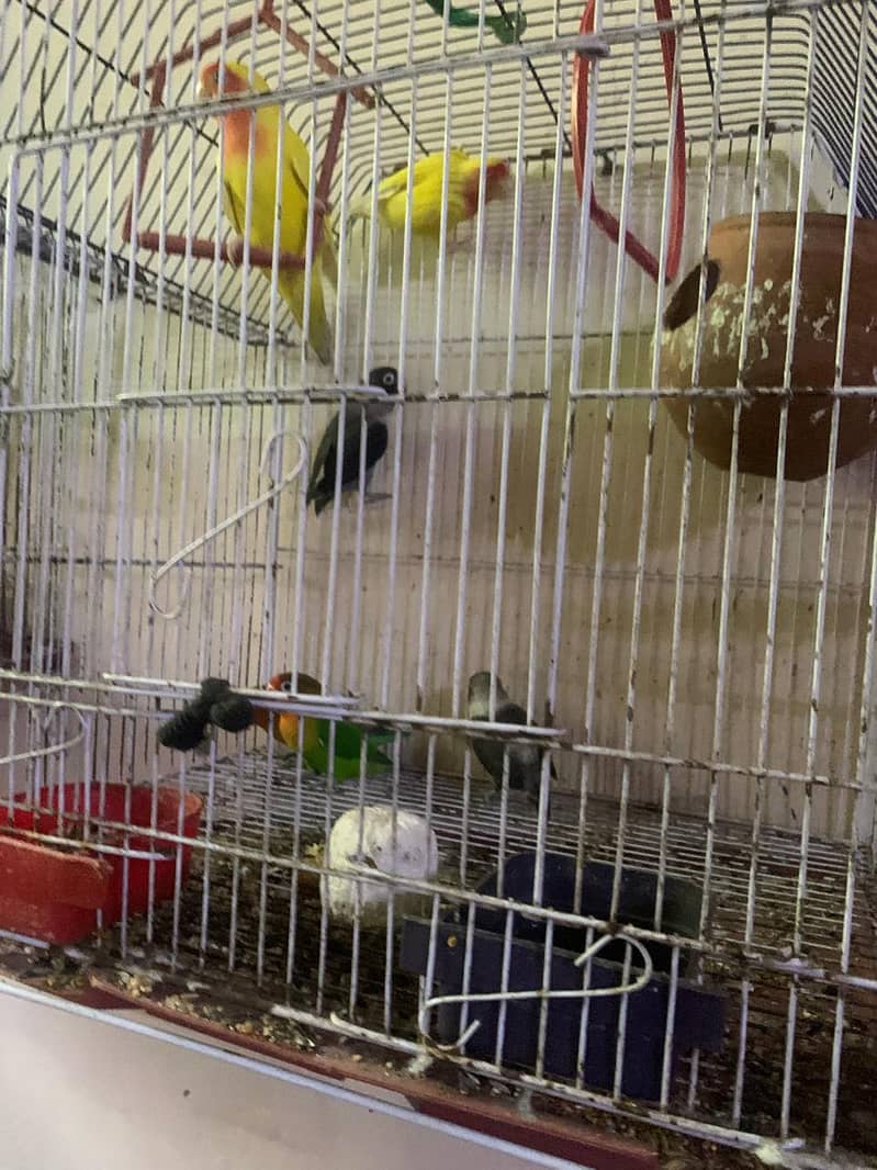 Lovebird for sale hamd tame fisher female 4