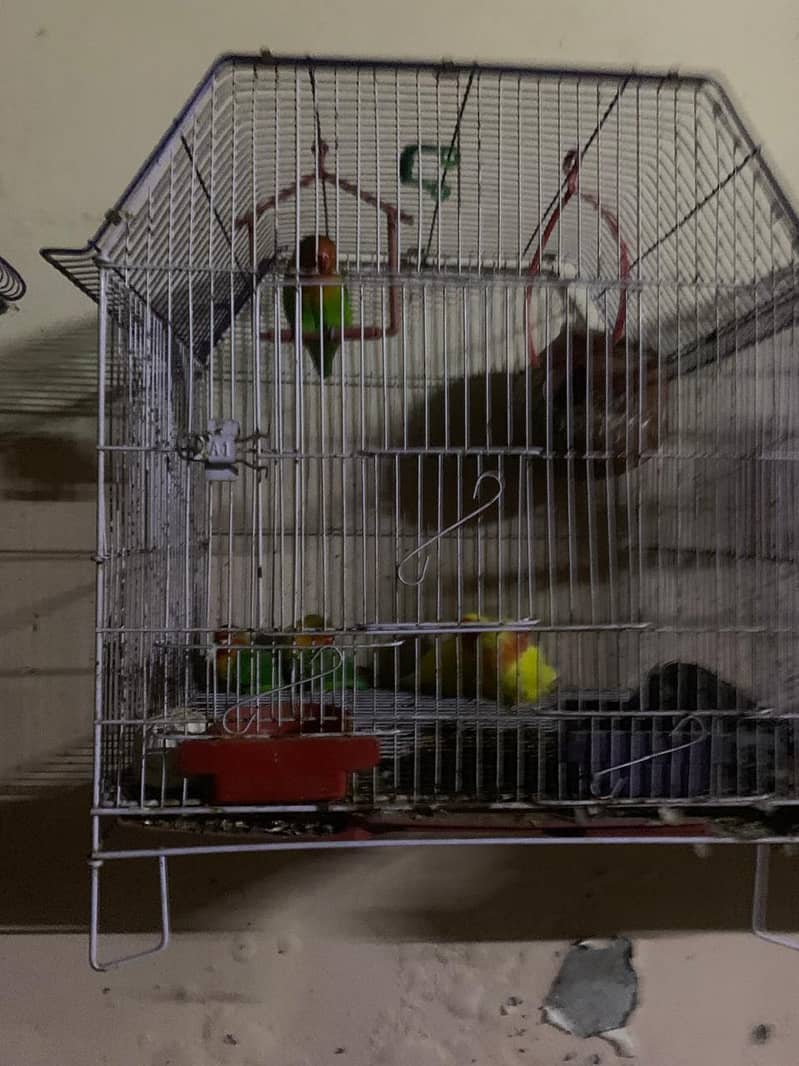 Lovebird for sale hamd tame fisher female 5