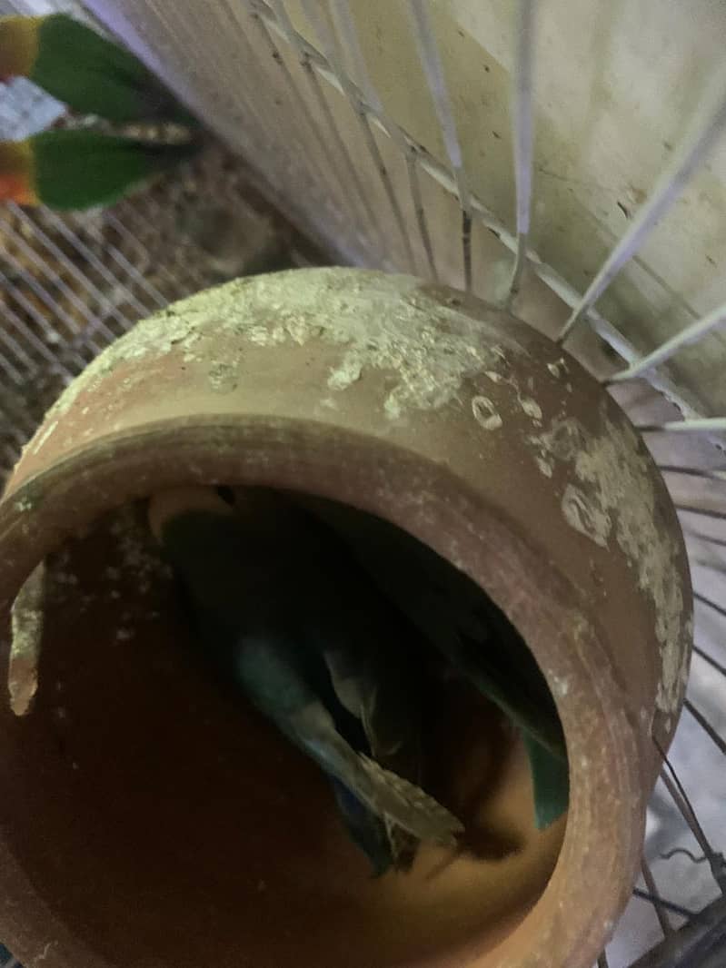 Lovebird for sale hamd tame fisher female 6