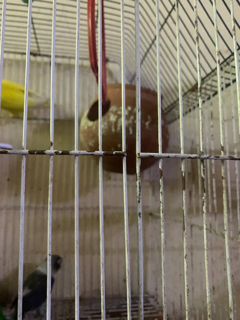 Lovebird for sale hamd tame fisher female 7