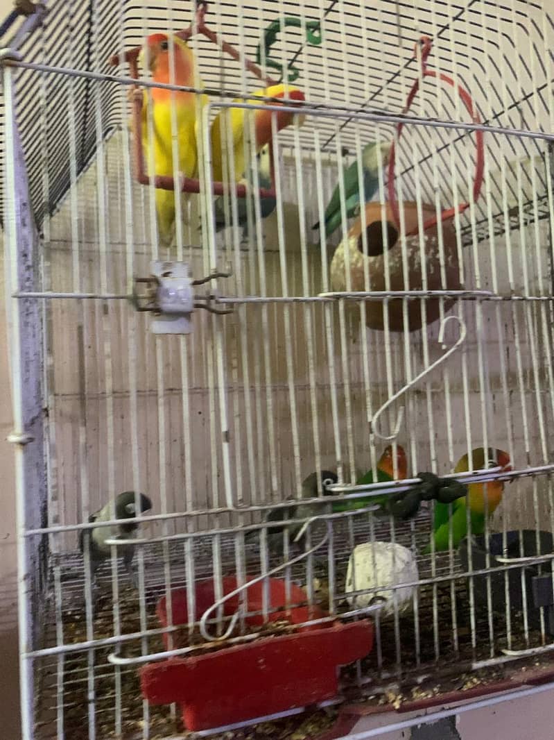 Lovebird for sale hamd tame fisher female 8