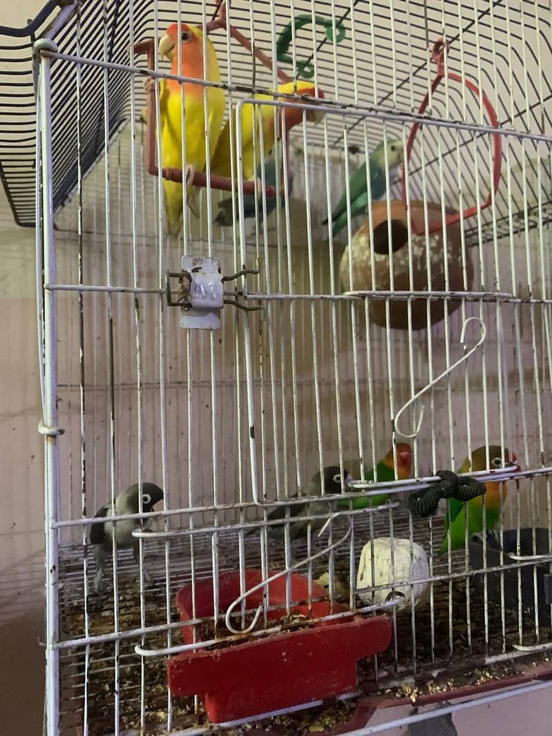 Lovebird for sale hamd tame fisher female 9