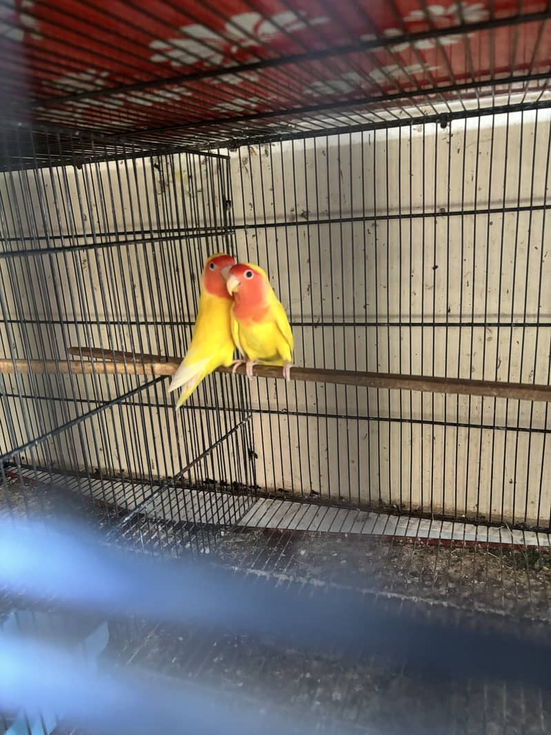 Best Quality Color Lovebird Foster pairs 7