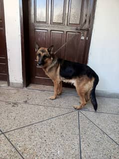 german shepherd urgent for sale 0