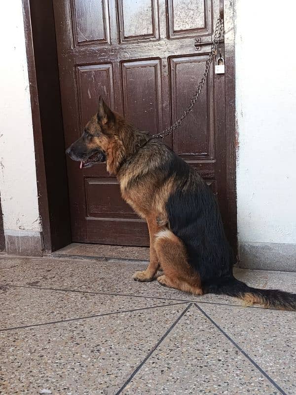 german shepherd urgent for sale 1