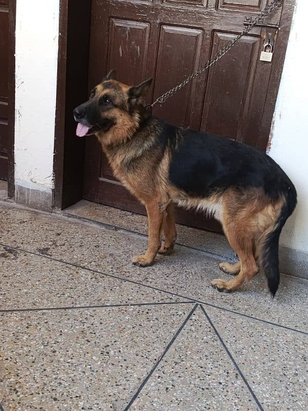 german shepherd urgent for sale 2