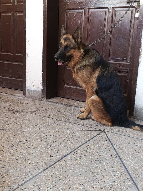 german shepherd urgent for sale 3