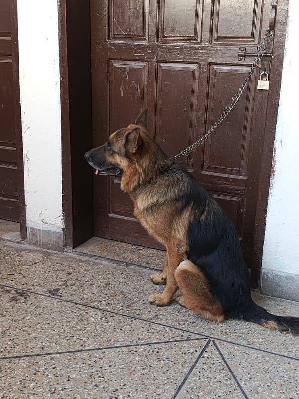 german shepherd urgent for sale 4