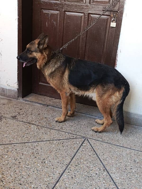 german shepherd urgent for sale 5