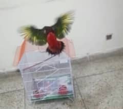 Parrot Talking Tamed Fly Lory