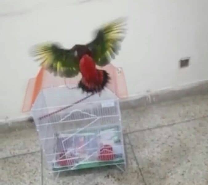 Parrot Talking Tamed Fly Lory 3