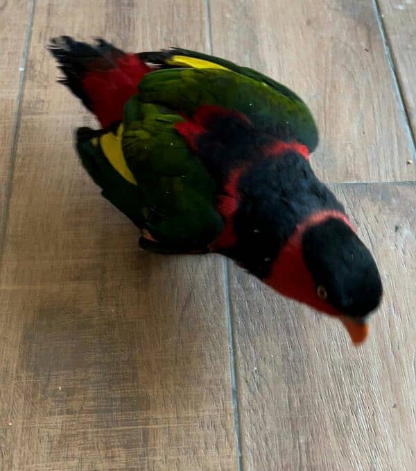 Parrot Talking Tamed Fly Lory 7