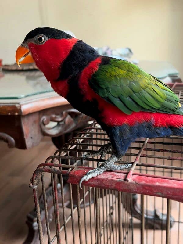 Parrot Talking Tamed Fly Lory 11