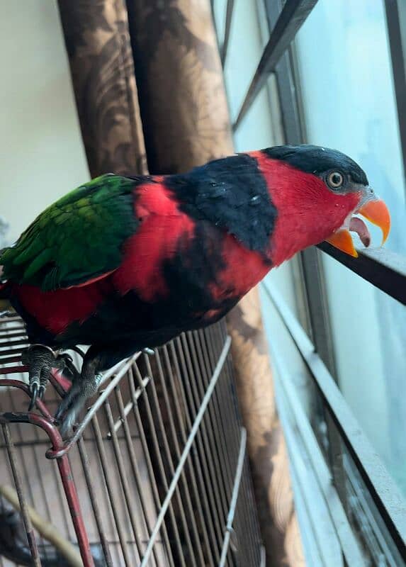 Parrot Talking Tamed Fly Lory 12