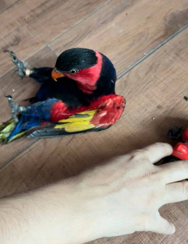 Parrot Talking Tamed Fly Lory 13