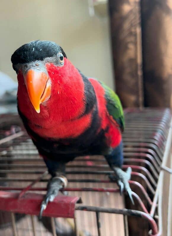 Parrot Talking Tamed Fly Lory 14