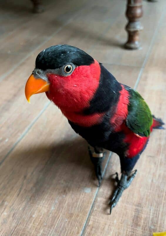 Parrot Talking Tamed Fly Lory 15