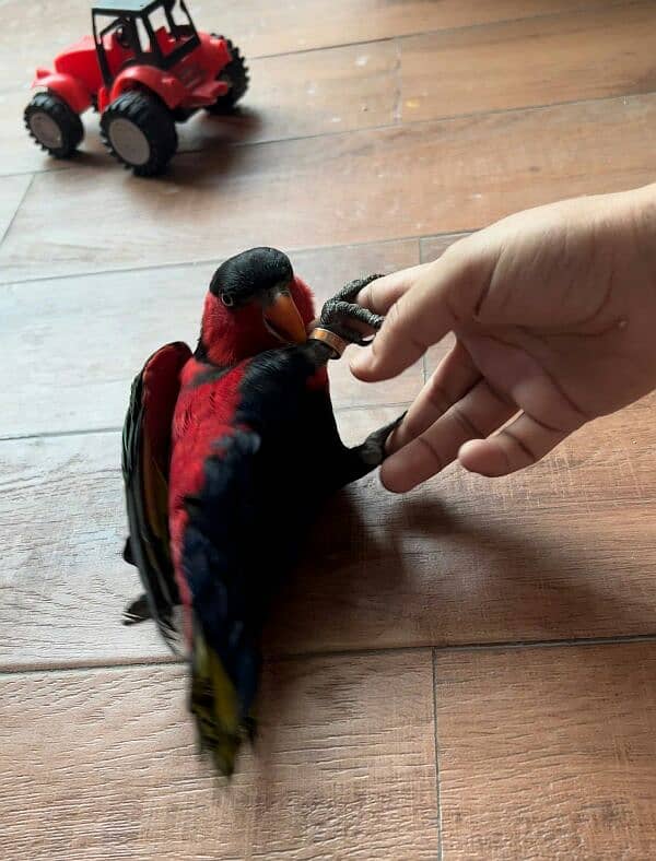 Parrot Talking Tamed Fly Lory 17