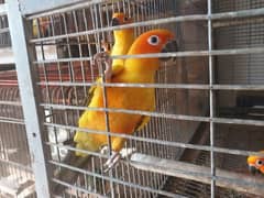 beautiful sunconure pair 0