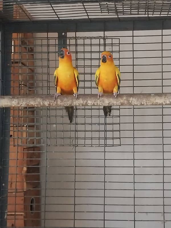 beautiful sunconure pair 2