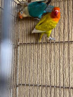 love bird breeder pair