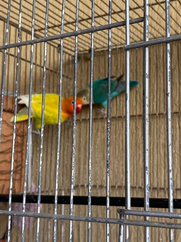 love bird breeder pair 2