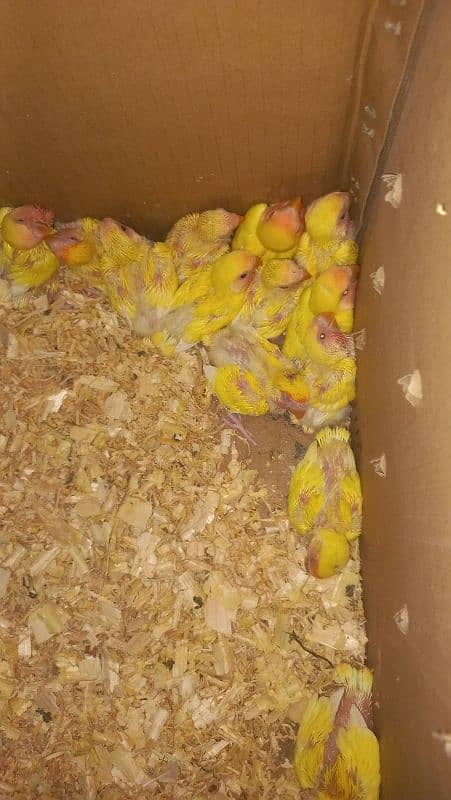 lutino chicks for hand tame 0