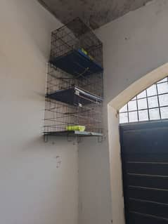 love birds cage