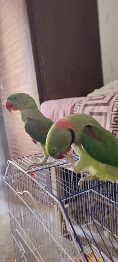 hand tammed pair urgent sale