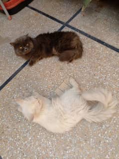 Pair of Persian cat one White female and one gray Male