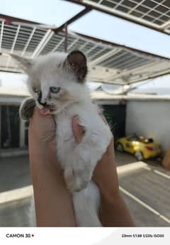 Siamese female kitten