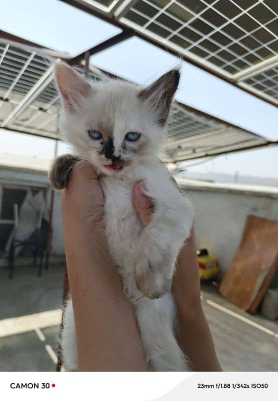 Siamese female kitten 2