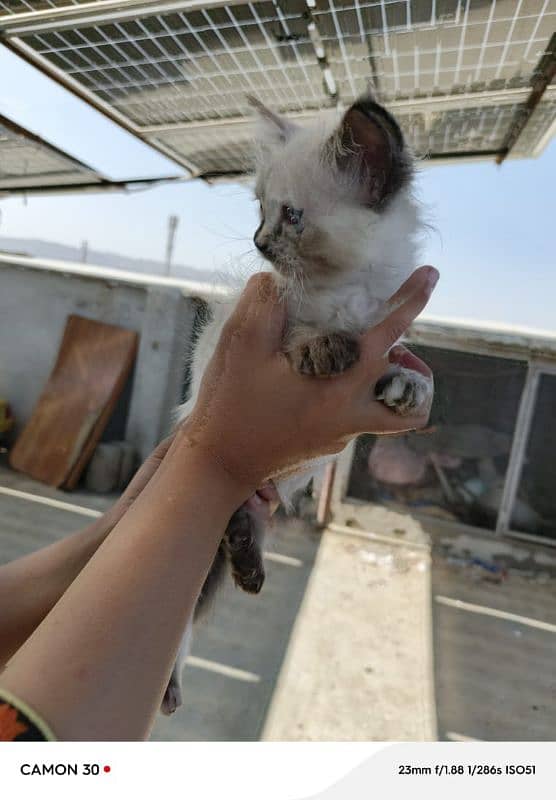 Siamese female kitten 4