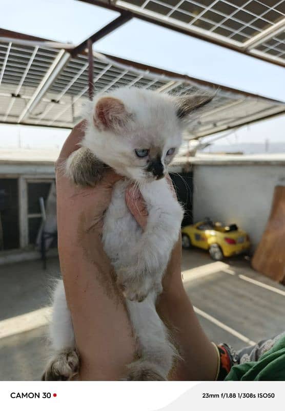 Siamese female kitten 5