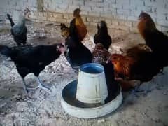 hens for sale