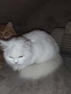 persian cat beautiful pair