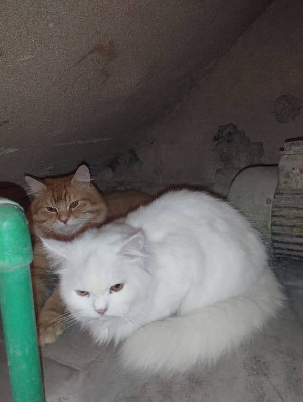 persian cat beautiful pair 1