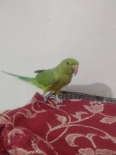 parrot for sale