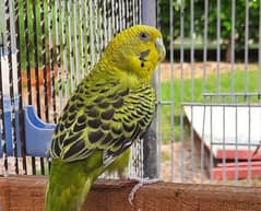 Australian parrot budgie for sale