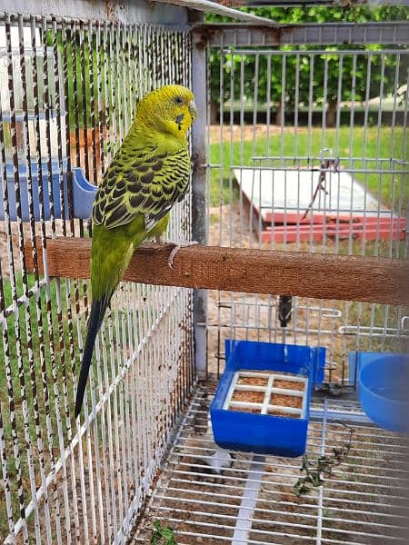 Australian parrot budgie for sale 1