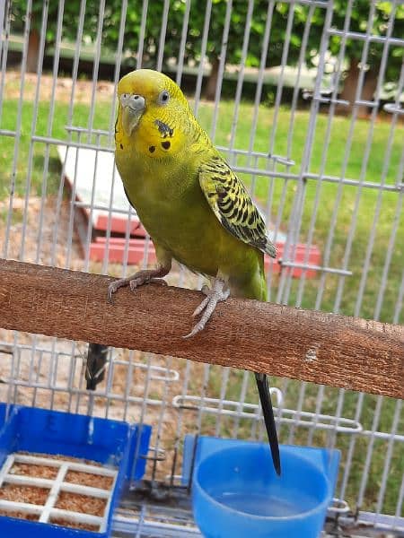 Australian parrot budgie for sale 2